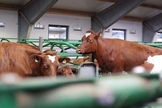 Norwegian Red cows (smaller).jpg