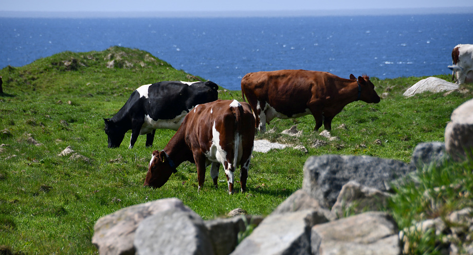 Photo of cows on green grass by the sea.