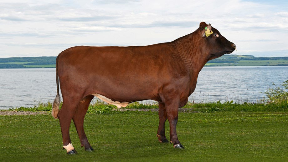 Photo of Norwegian Red bull 12114 Hagemoen