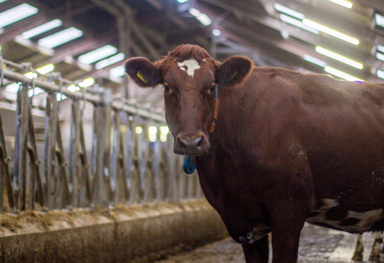 Photo of a Norwegian Red cow in the barn.