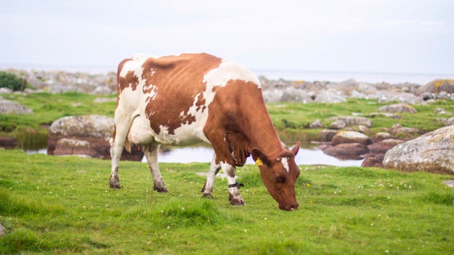 Photo of A Norwegian Red cow on green grass. 