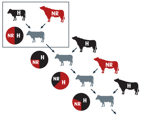 Photo of NRFxH Diagram