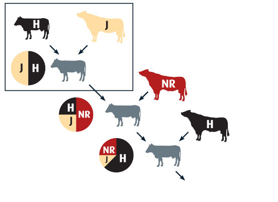 Photo of JxHxNR diagram