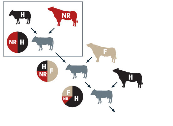 Photo of NRxHxFL diagram