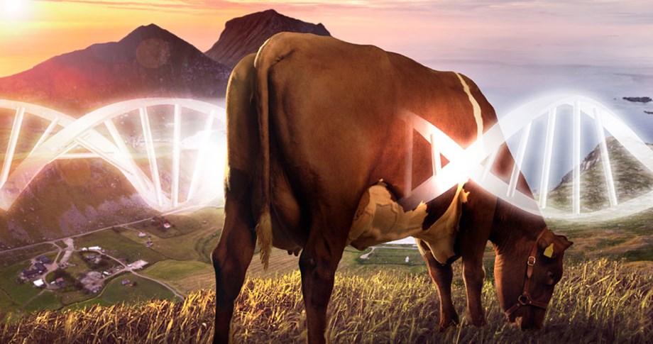 Photo of cow illustrated with DNA strand