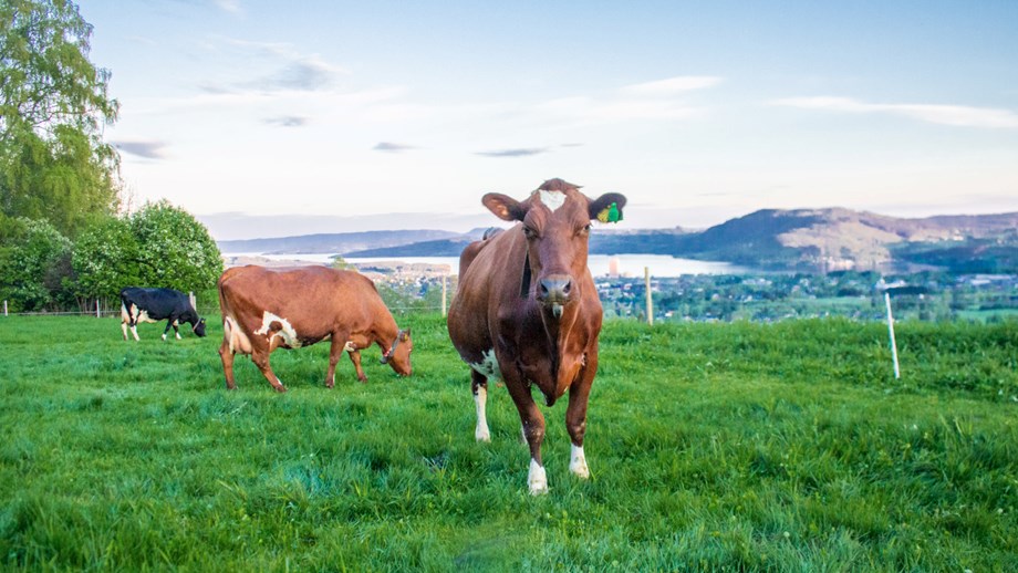 Photo of 3 Norwegian Red cows on green grass.