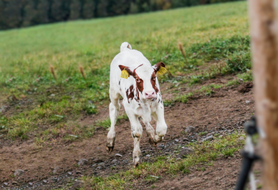 Photo of a Norwegian Red bull calf running outside. 