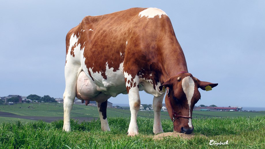 photo of a cow standing outside eating. 