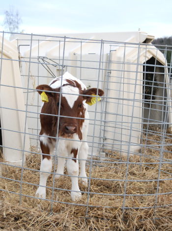 Photo of Norwegian Red calf in calf hut