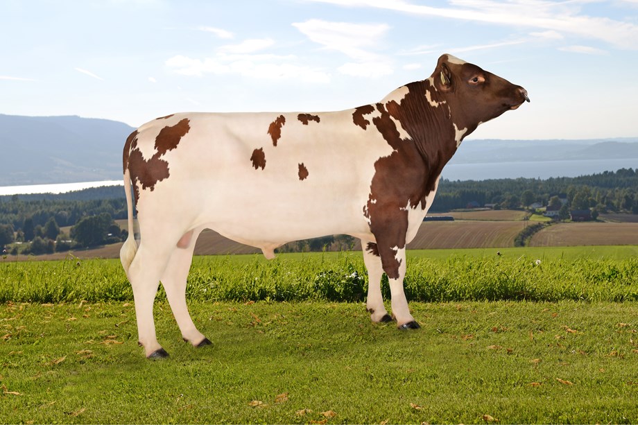 Photo of Norwegian Red sire 12201 NR Tornes-PP
