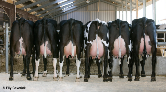 Photo of 6 crossbreeds from the netherlands