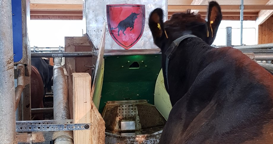 Photo of a cow besides a green feed unit.