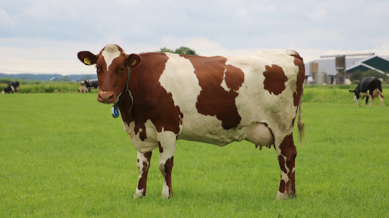 Photo of daughter of Norwegian Red bull 10795 Hoøen at Meuleman Dairy Farm.