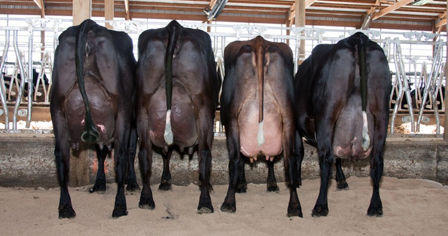 photo of four crossbred cows from behind. 