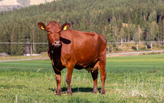A daughter of Norwegian Red sire 11284 Skretting, 2nd lactation.