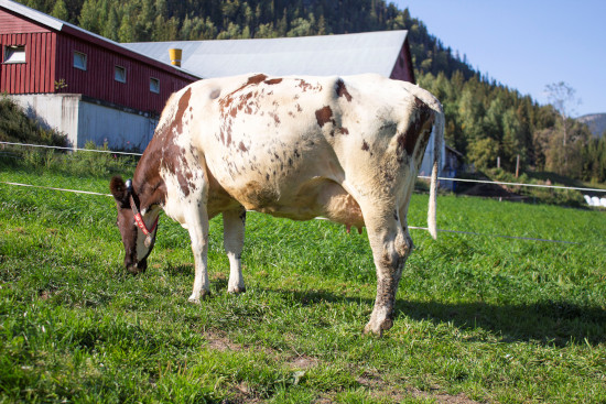 A daughter of Norwegian Red sire 11845 Horneman, 2nd lactation