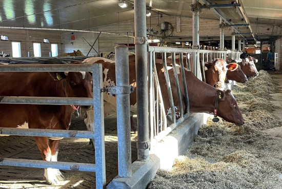 cows eating inside the barn at Ulberg farm 