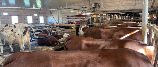 cows inside the barn at Ulberg farm