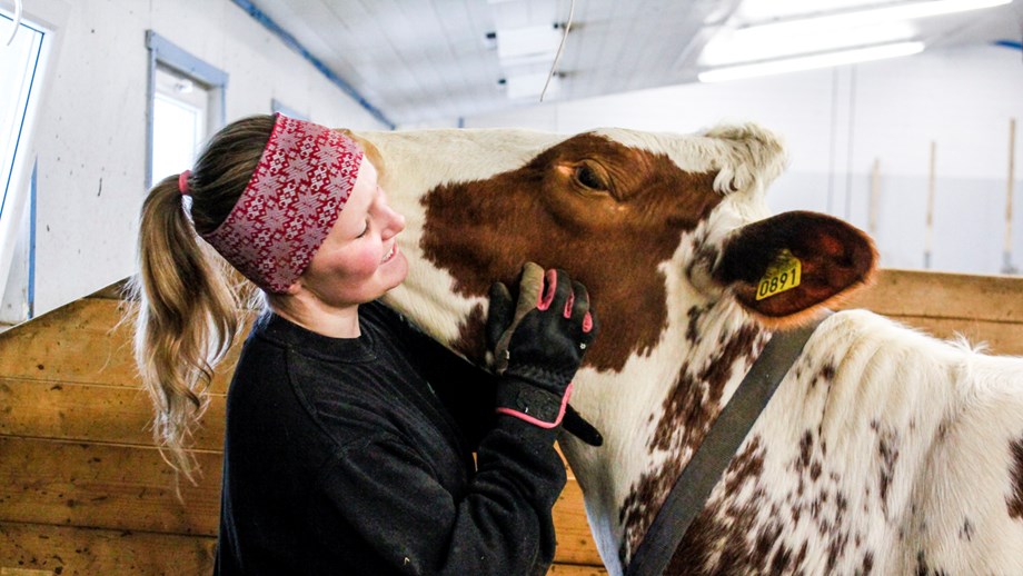 Photo of farmer Bjørnhild Vigerust cuddling with one of her cows.