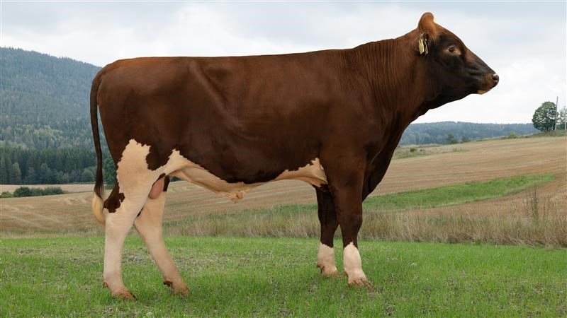  12493 NR Tveraaen-PP Norwegian Red sire