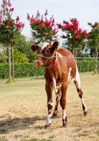 Calf photo Italy 350.jpg