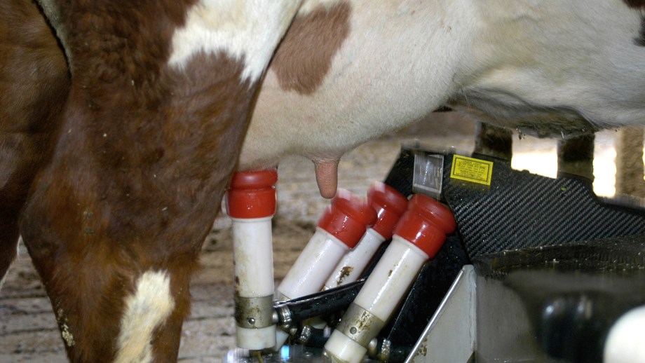 Close-up photo of a cows udder in a milking robot. 