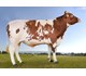 Hustad 11817 Global