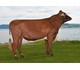 Hauen-PP 12136 Global
