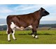 NR Forrin-PP 12263 Global