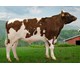 NR Ekra-PP 12367 Global