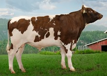 12367 NR Ekra-PP