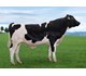 NR Hamre-PP 12382 Global