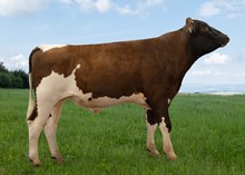 12437 NR Strendingen-P-ET