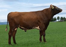 12438 NR Mannsverk-P