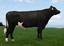 12441 NR Nordgardforr-P