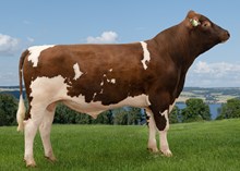 12449 NR Oksskolten-PP