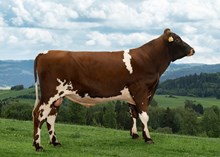 12454 NR Skjelva-P-ET