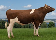 12466 NR Avaldsnes-PP