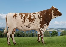 12467 NR Aaker-PP-ET