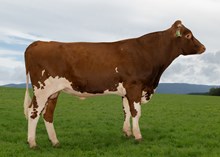 12468 NR Brekken-P-ET