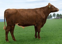 12473 NR Simso-PP-ET