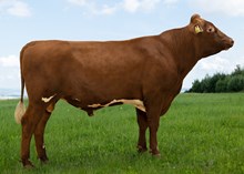 12475 NR Stein-PP