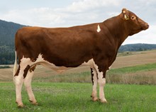 12482 NR Malmin-P