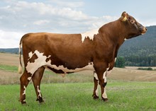 12525 NR Vestamann-PP-ET