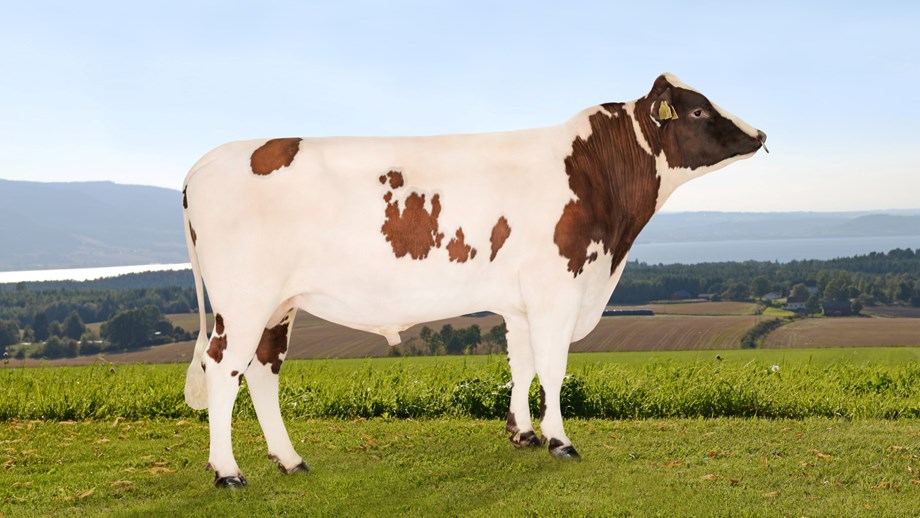 Photo of Norwegian Red Sire 12201 NR Tornes-PP