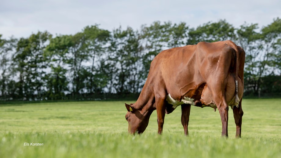 Photo of a Norwegian Red cow grazing on green grass